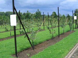 Wire fencing stakes